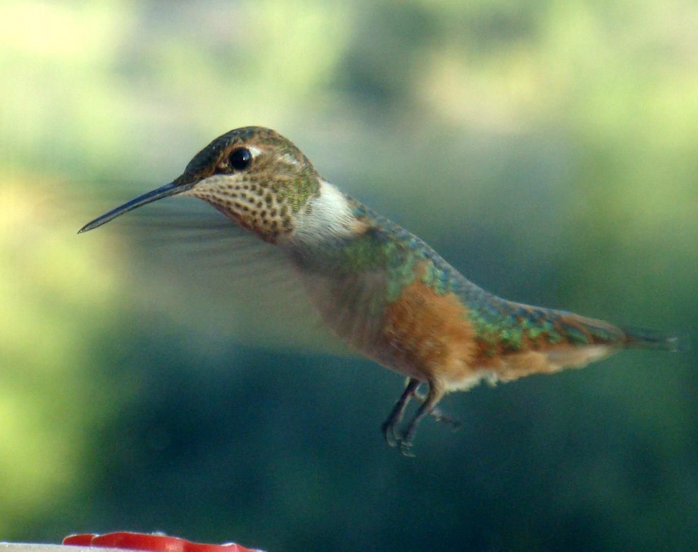 Hummingbirds from backyards and beyond